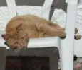 cabeção