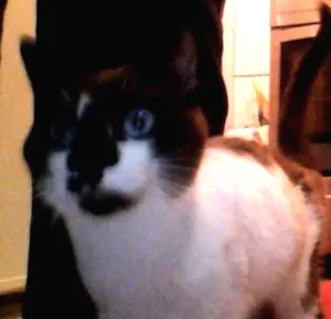 Gato raça Sem raça idade 2 a 6 meses nome Haru