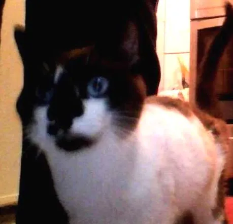 Gato ra a Sem raça idade 2 a 6 meses nome Haru