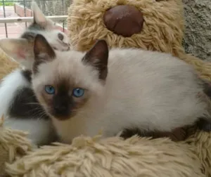 Gato raça Siamês idade 2 a 6 meses nome Blue