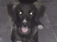 Pretinha