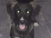 Cachorro raça Basset-Cofap idade 7 a 11 meses nome Pretinha