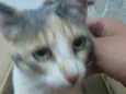 Margarida