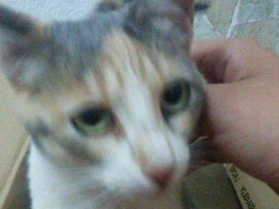 Gato ra a SRD idade 2 a 6 meses nome Margarida