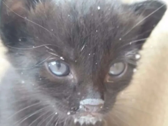 Gato raça Vira lata idade Abaixo de 2 meses nome Sem nome 