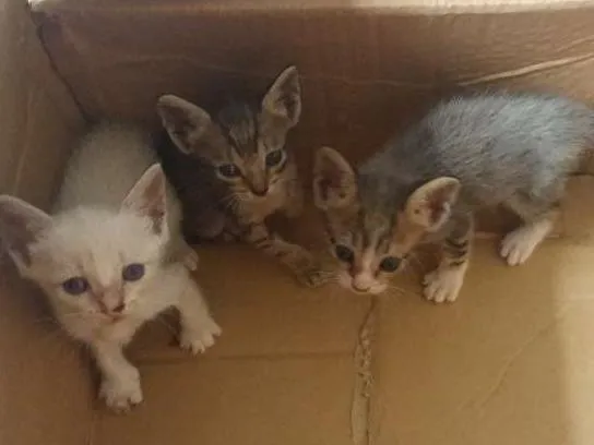 Gato raça  idade 2 a 6 meses nome Filhotes