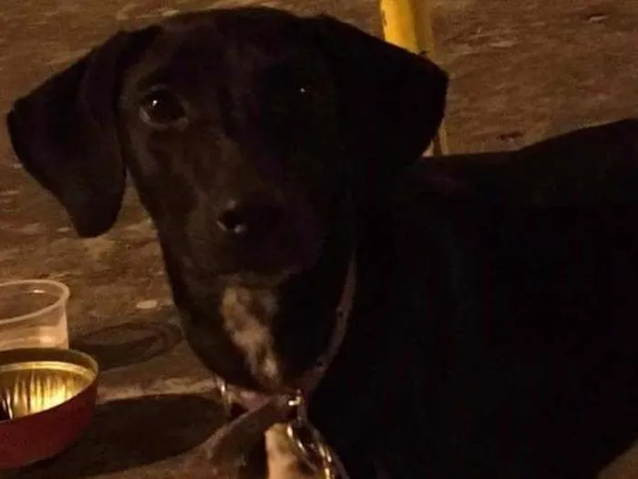 Cachorro ra a Vira lata idade  nome Cacau
