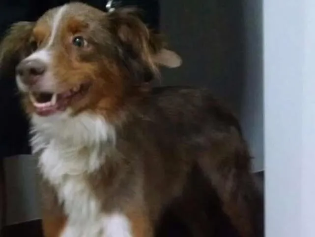 Cachorro ra a Sem Identificação idade 5 anos nome Sem Identificação