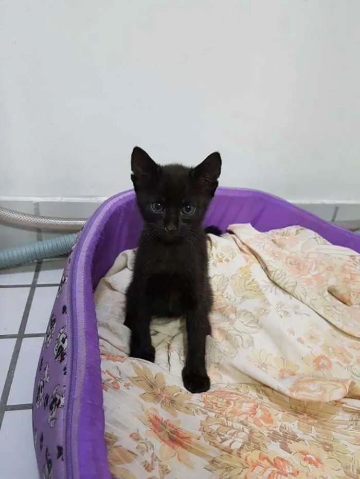 Gato ra a Não sei idade Abaixo de 2 meses nome Não tem