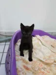 Não tem