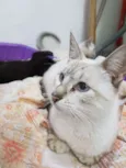 Mimi