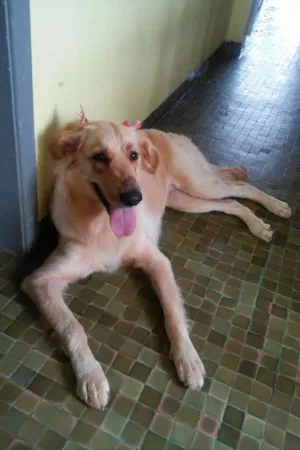 Cachorro raça golden retriever misturado com labrador idade 2 anos nome madonna