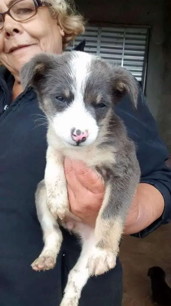 Cachorro ra a SRD idade 2 a 6 meses nome sem nomes