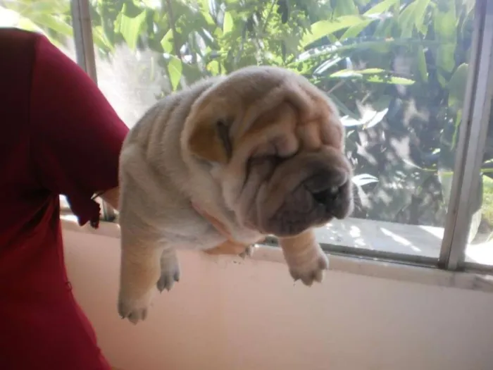 Cachorro raça Shar Pei idade 4 anos nome Lucca