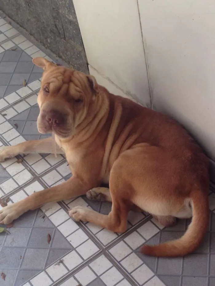 Cachorro raça Shar Pei idade 4 anos nome Lucca