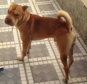 Cachorro raça Shar Pei idade 4 anos nome Lucca