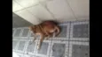 Lucca