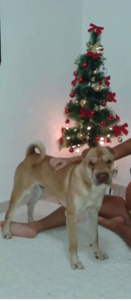 Cachorro raça Shar Pei idade 4 anos nome Lucca