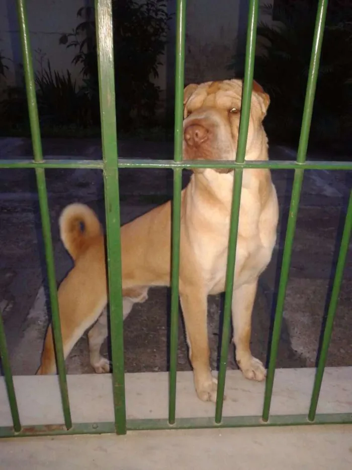 Cachorro raça Shar Pei idade 4 anos nome Lucca