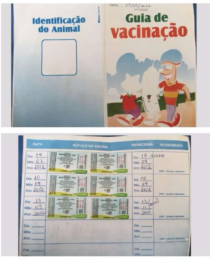 Cachorro raça Shar Pei idade 4 anos nome Lucca
