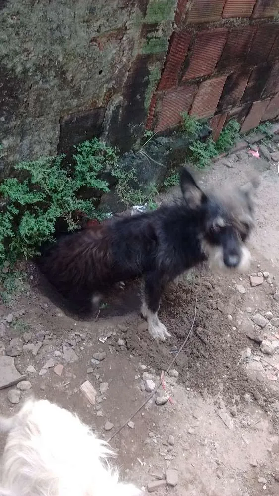 Cachorro ra a Viralata idade 1 ano nome Betoven