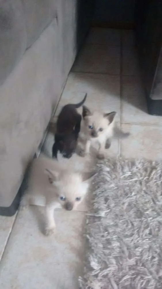 Gato raça Mística e siamês idade 2 a 6 meses nome Filhotes de 2 meses