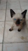 Filhotes de 2 meses
