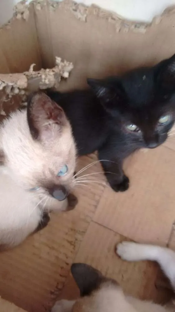 Gato raça Mística e siamês idade 2 a 6 meses nome Filhotes de 2 meses