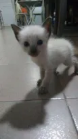 Filhotes de 2 meses