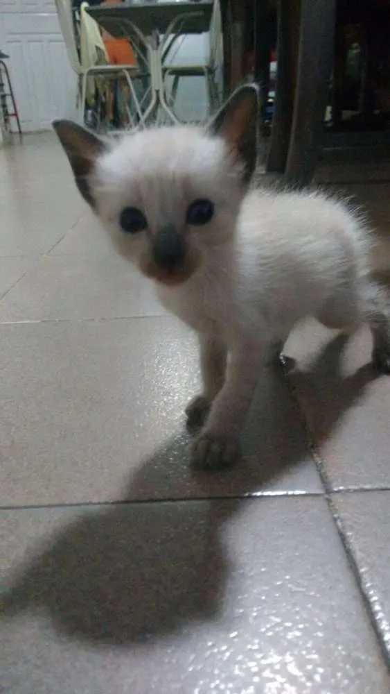 Gato raça Mística e siamês idade 2 a 6 meses nome Filhotes de 2 meses
