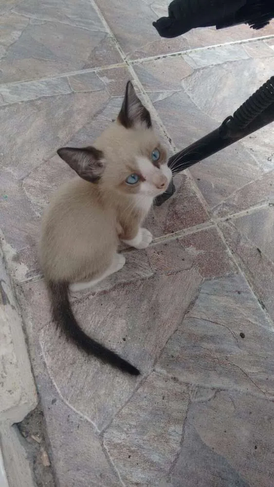 Gato raça Mística e siamês idade 2 a 6 meses nome Filhotes de 2 meses