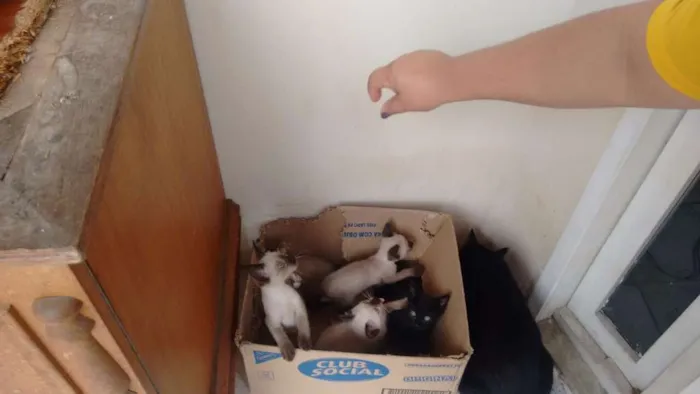 Gato raça Mística e siamês idade 2 a 6 meses nome Filhotes de 2 meses