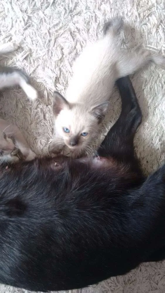 Gato raça Mística e siamês idade 2 a 6 meses nome Filhotes de 2 meses