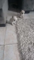 Filhotes de 2 meses