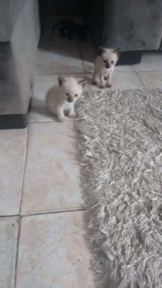 Gato raça Mística e siamês idade 2 a 6 meses nome Filhotes de 2 meses