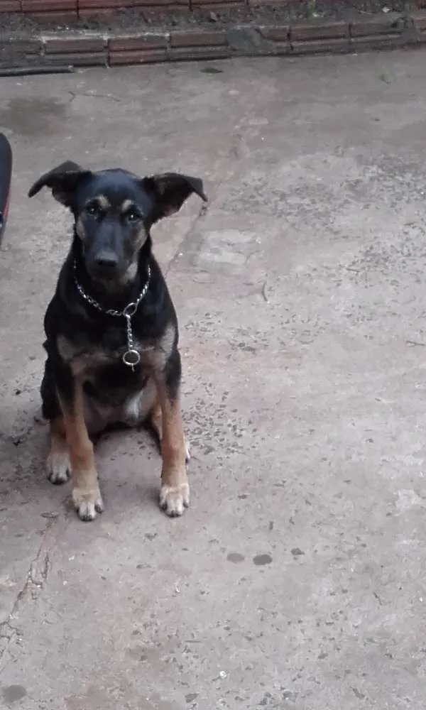 Cachorro ra a Mista idade 2 a 6 meses nome Nina