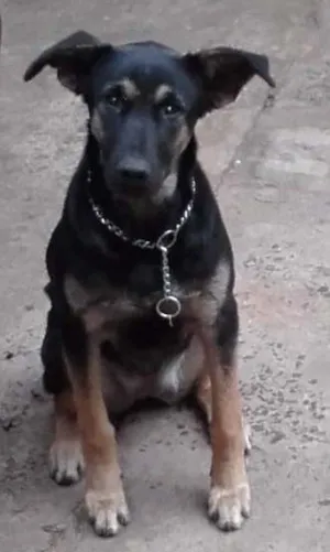 Cachorro raça Mista idade 2 a 6 meses nome Nina