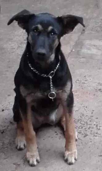 Cachorro ra a Mista idade 2 a 6 meses nome Nina