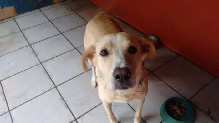 Cachorro ra a Mestiço idade 5 anos nome Mike