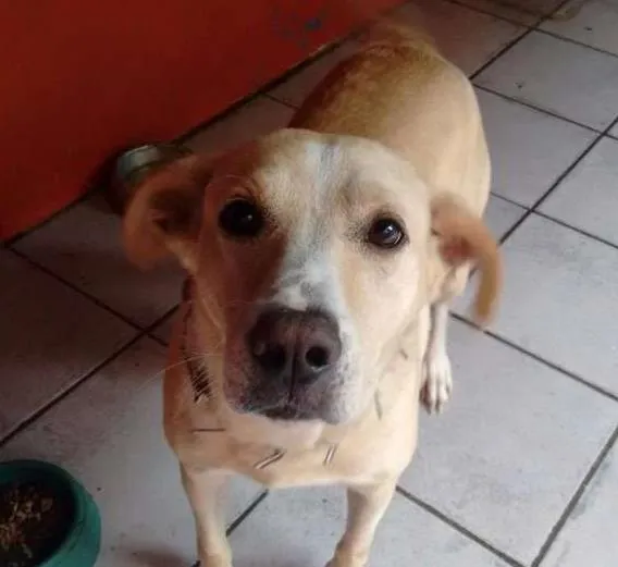 Cachorro ra a Mestiço idade 5 anos nome Mike