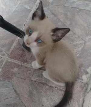 Gato raça Mística e siamês idade 2 a 6 meses nome Filhotes de 2 meses