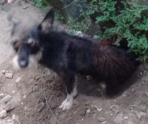 Cachorro ra a Viralata idade 1 ano nome Betoven