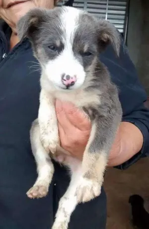 Cachorro raça SRD idade 2 a 6 meses nome sem nomes