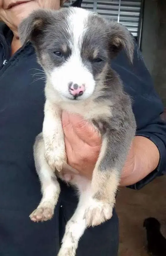 Cachorro ra a SRD idade 2 a 6 meses nome sem nomes