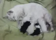 Mimi