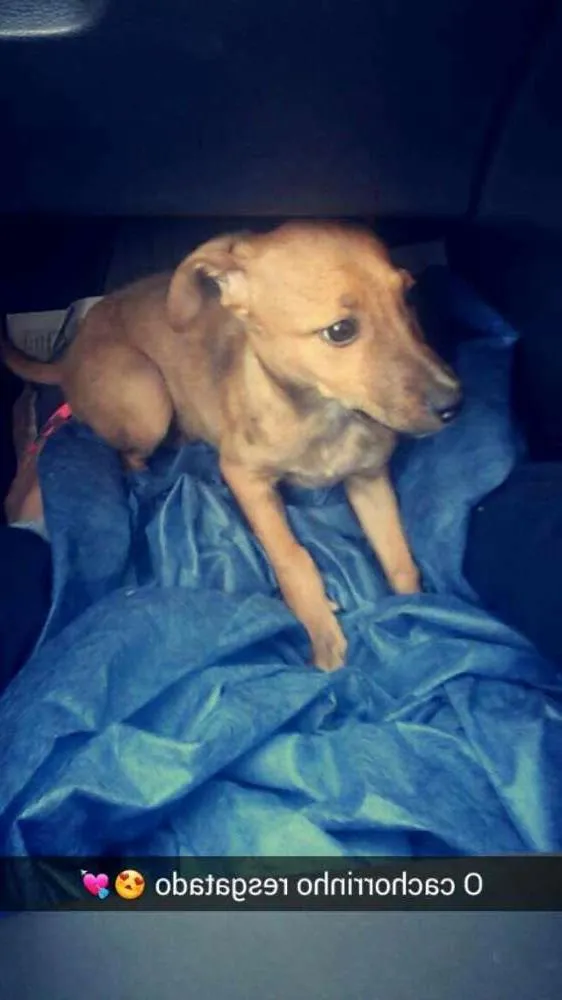 Cachorro ra a Vira lata idade 7 a 11 meses nome Sem nome