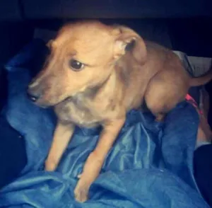 Cachorro raça Vira lata idade 7 a 11 meses nome Sem nome