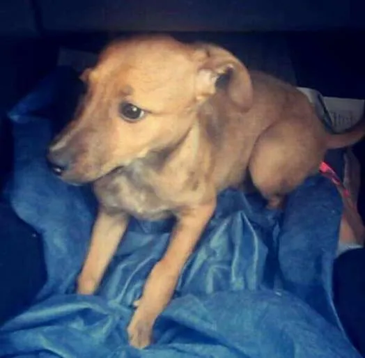 Cachorro ra a Vira lata idade 7 a 11 meses nome Sem nome