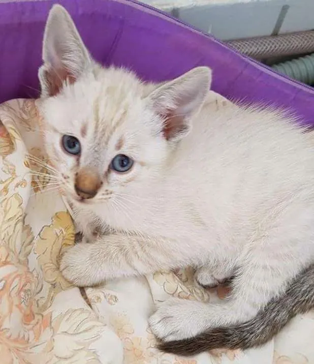 Gato ra a Não sei idade Abaixo de 2 meses nome Não tem 