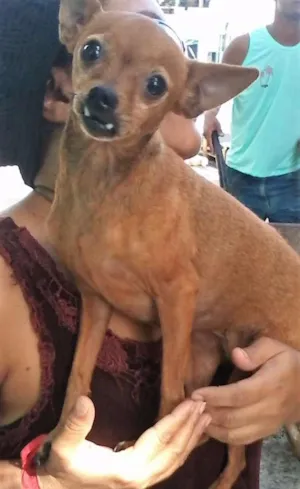 Cachorro raça Pinscher idade  nome Suzi